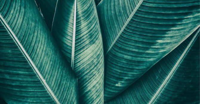 What I Know Is Different from What I Feel: The Conflict Between Trauma Responses and the Present Wise Self image